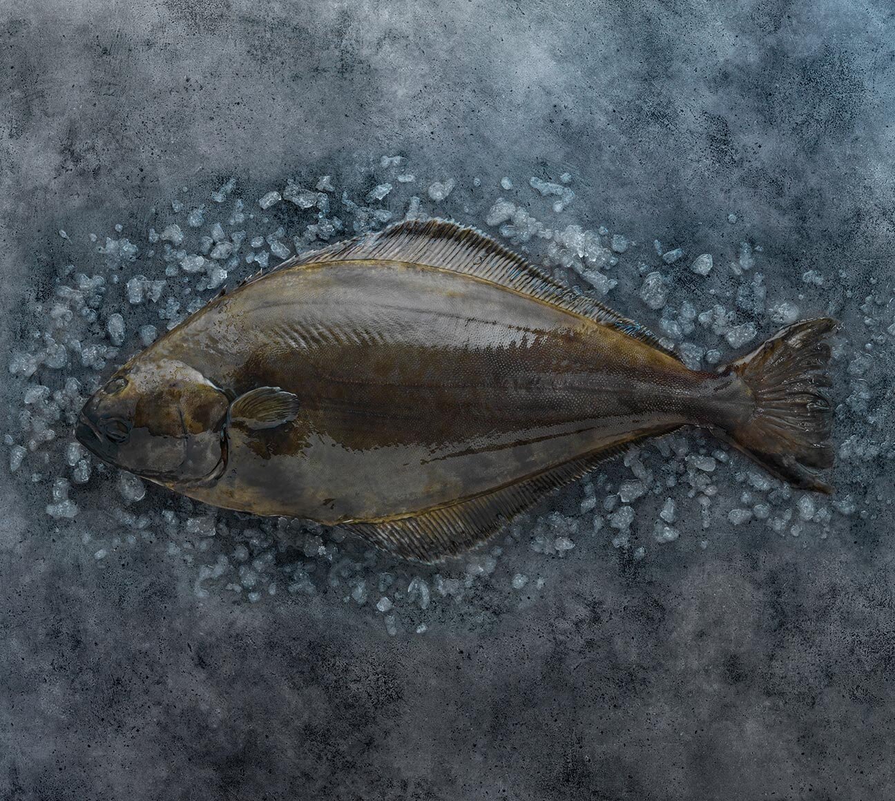 Atlantic halibut on ice