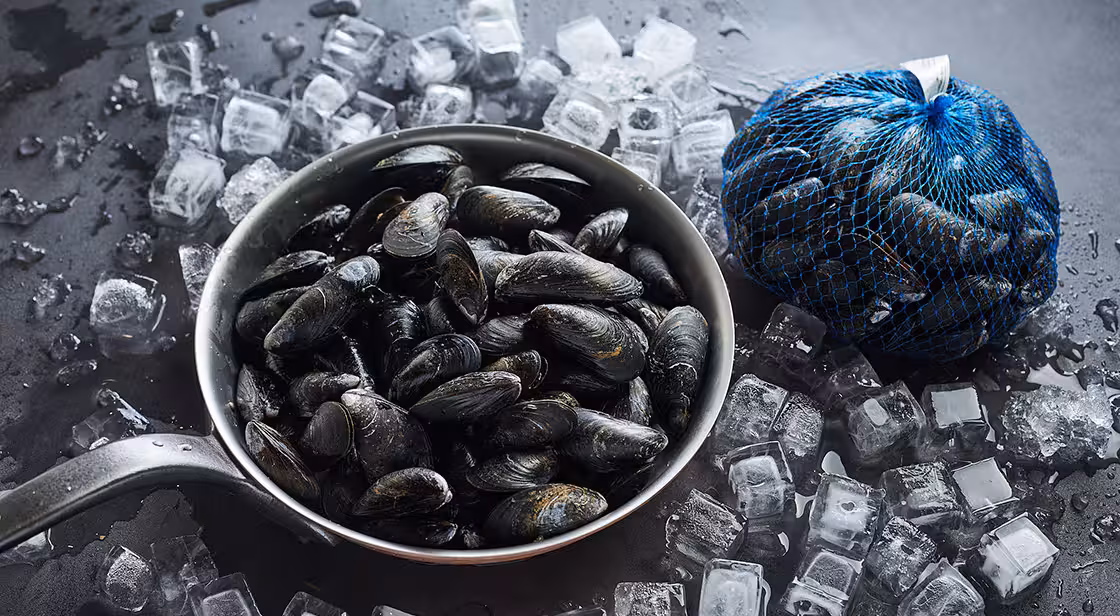 Blue mussels on ice