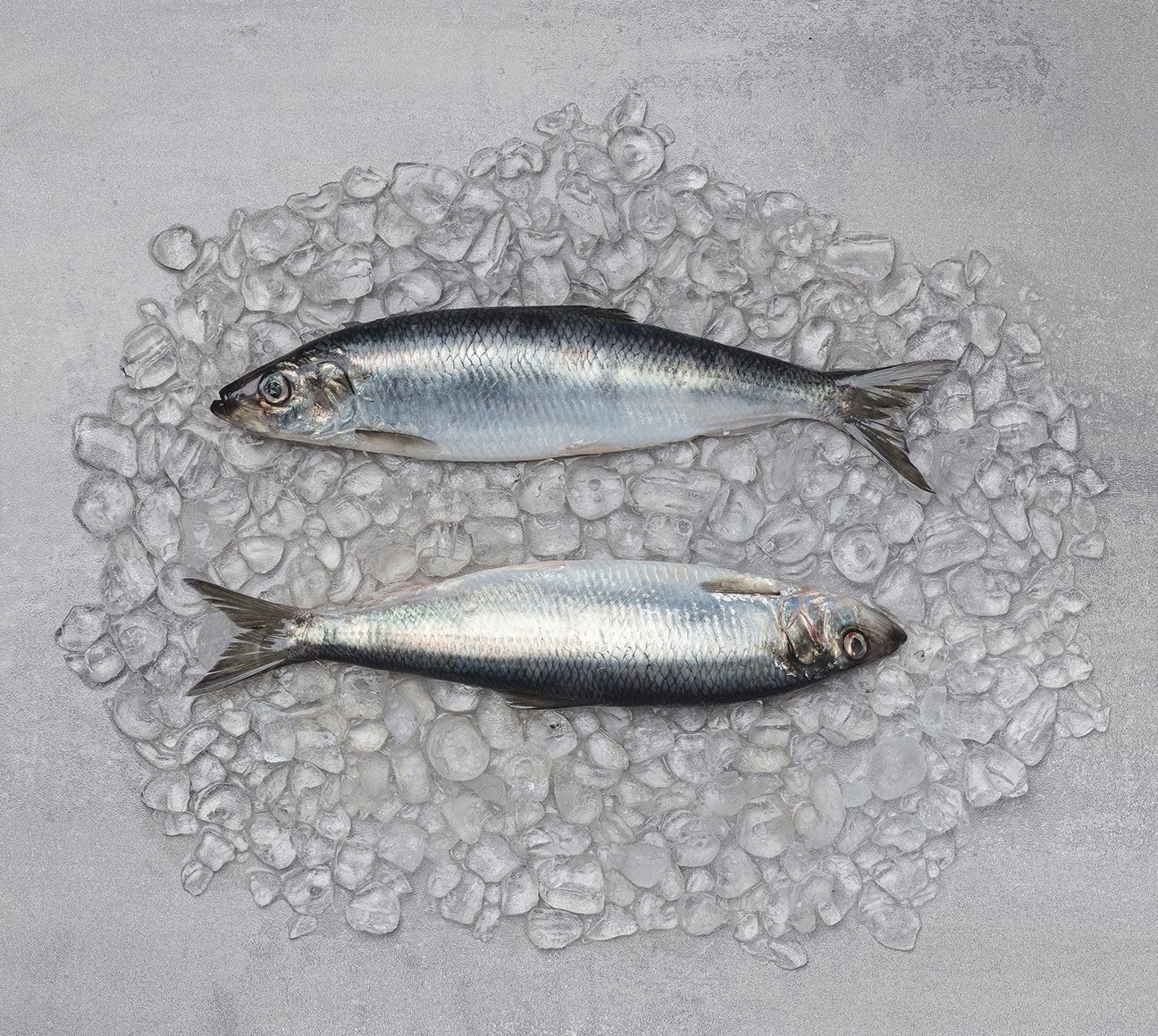 Norwegian herring