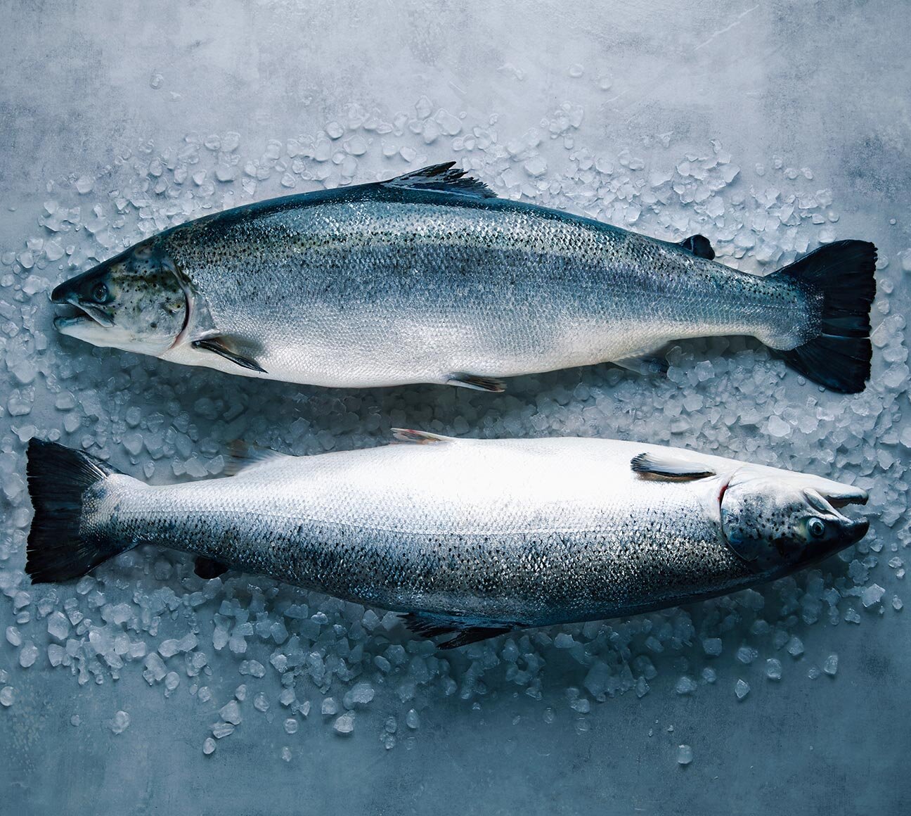 What the History of Salmon Can Tell Us About the Future of the