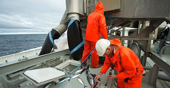 Fishermen inspecting mackerel